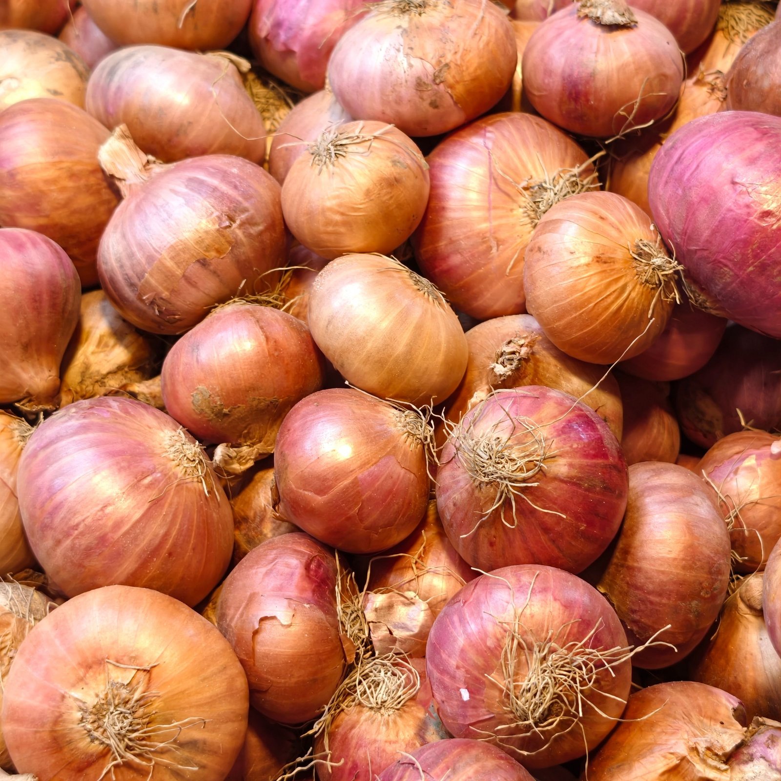 Onion (Pyaz)