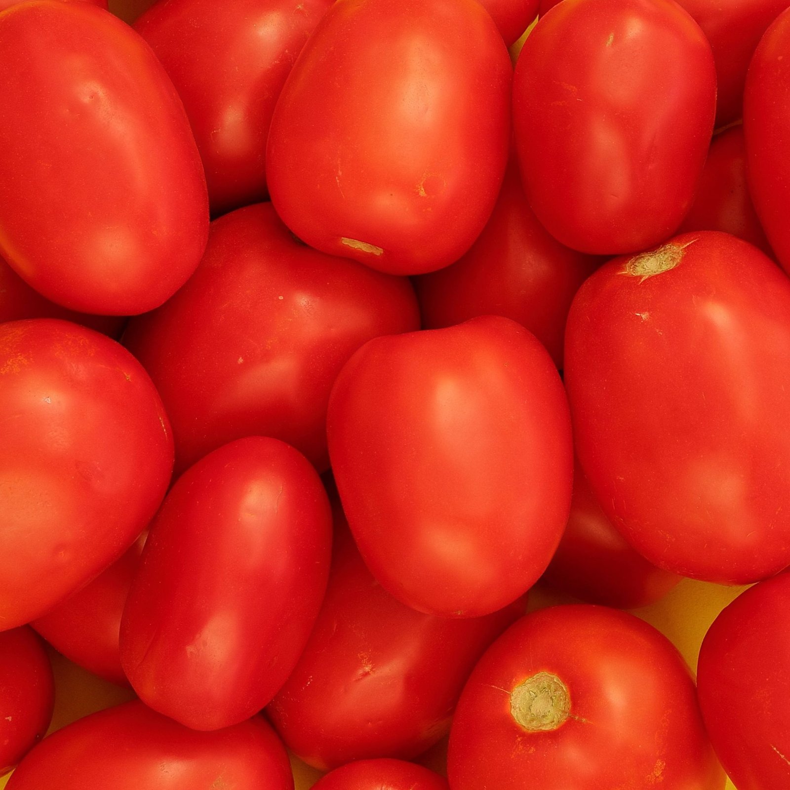 Tomato Hybrid (Hybrid Tamatar)