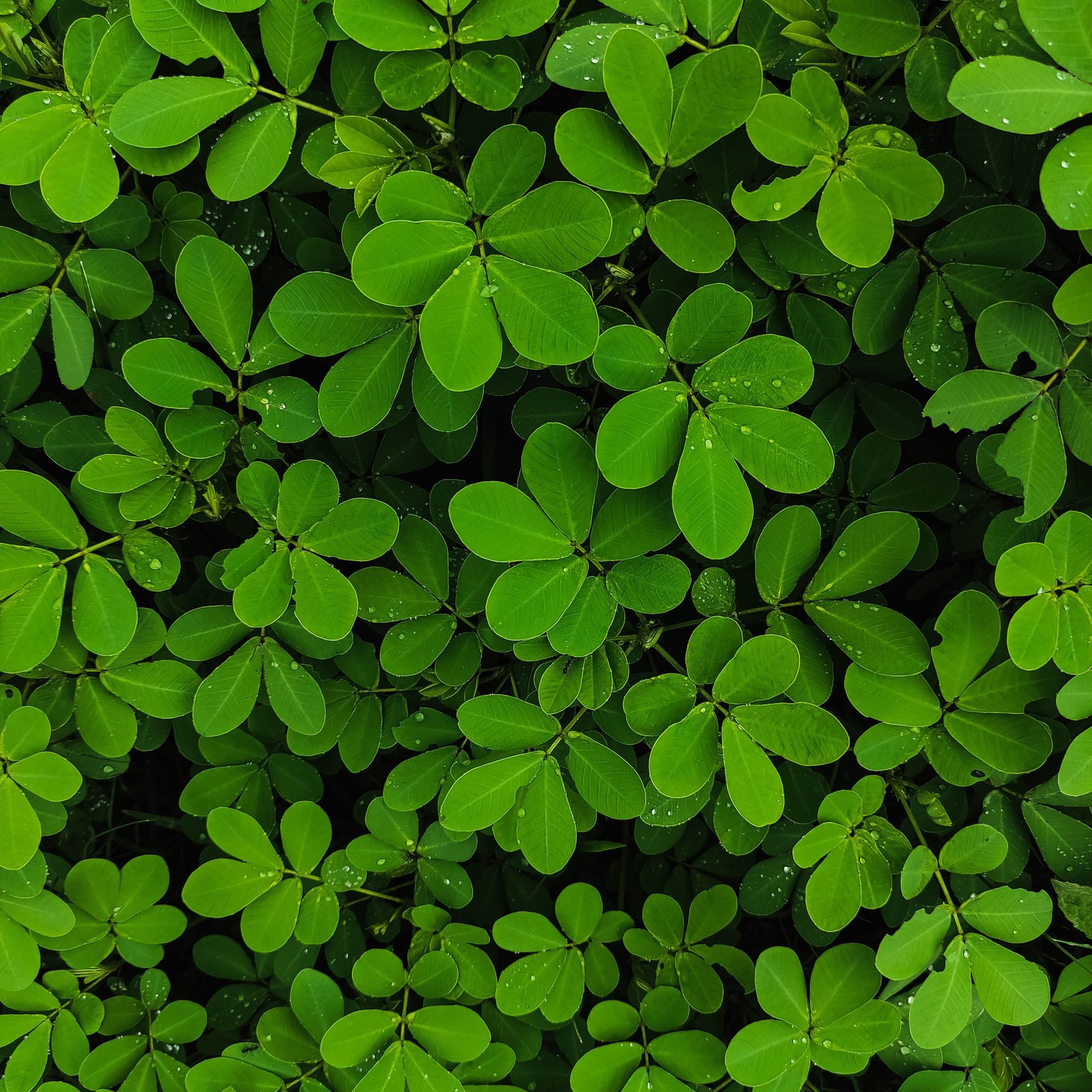 Fenugreek Leaves (Methi)
