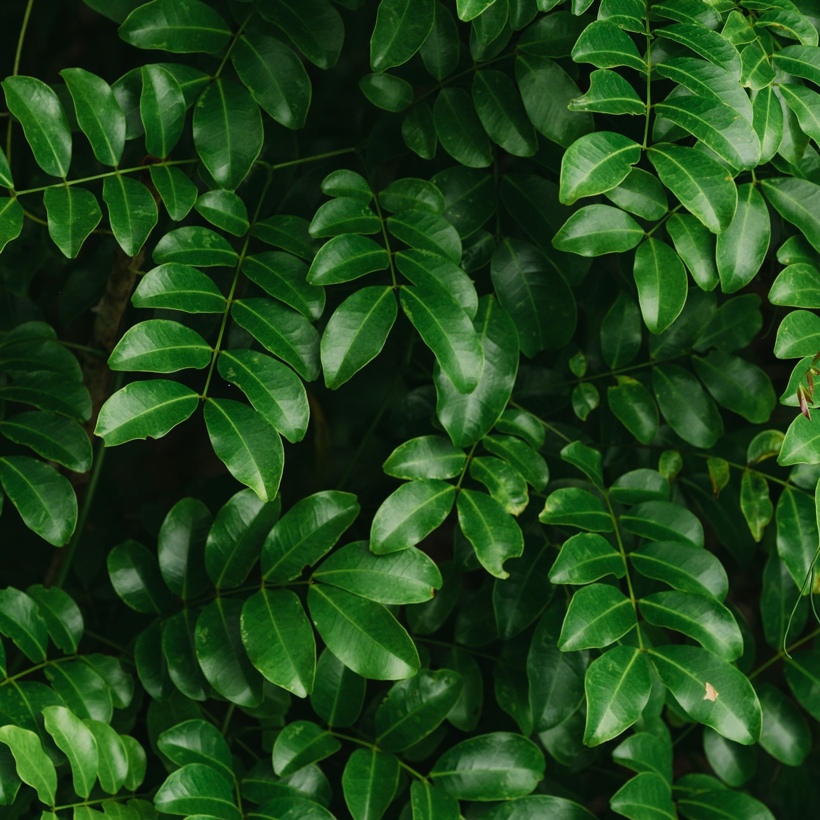 Curry Leaves (Kadi Patta)