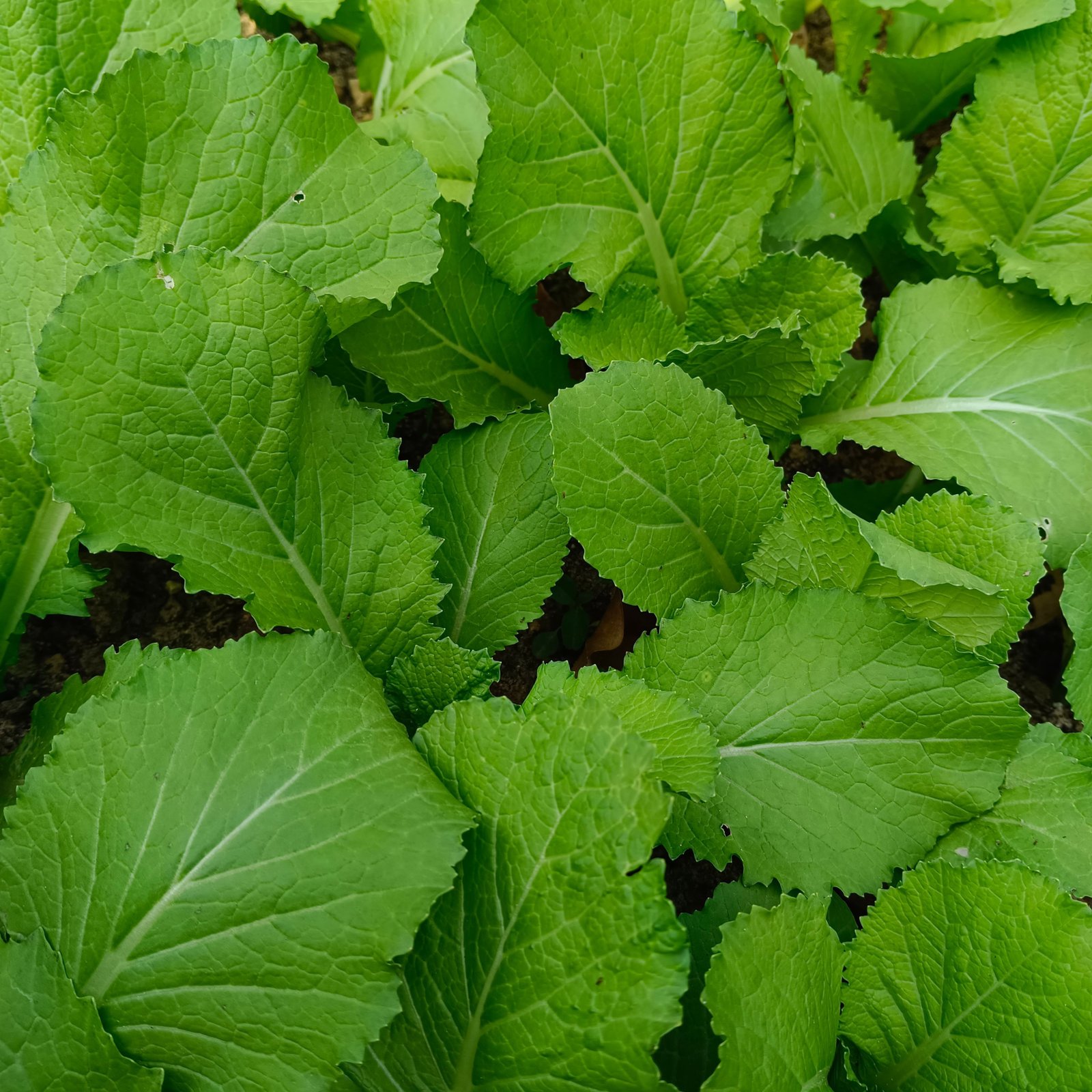 Radish Leaves (Mooli Leaves)